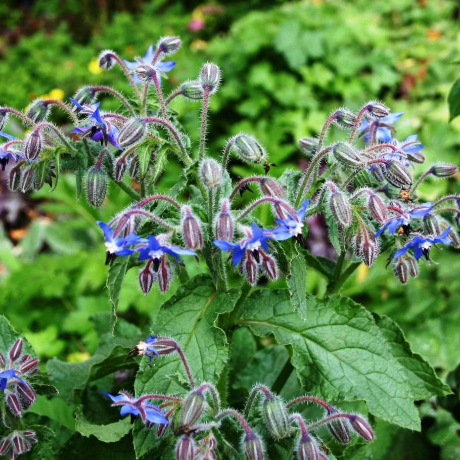 Окопник огуречная трава