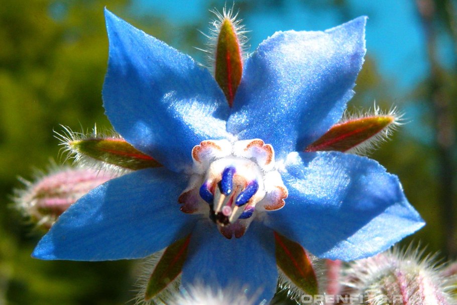 Бораго зелень