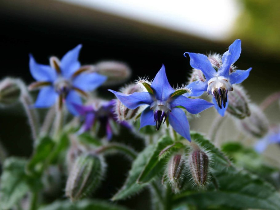 Бораго огуречная трава