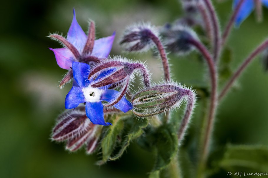 Трава огуречный цвет