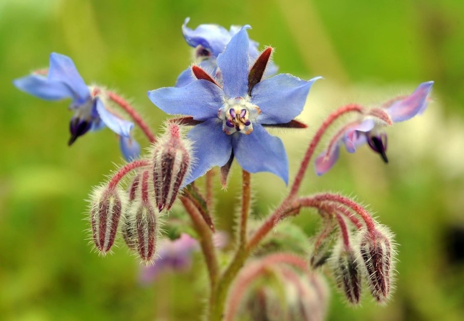 Огуречная трава, огуречник