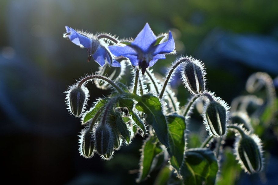 Бораго огуречная трава