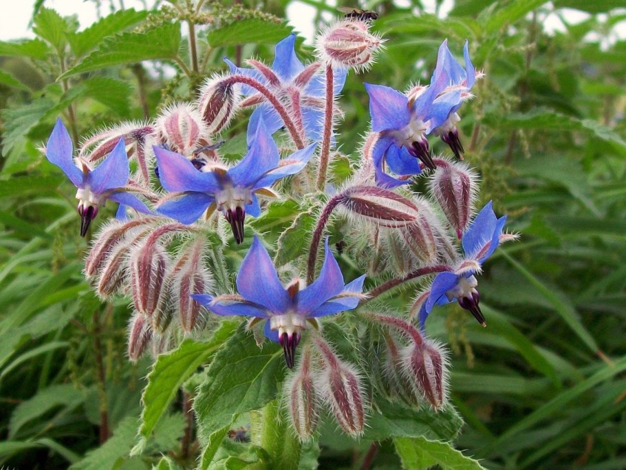 Borago officinalis