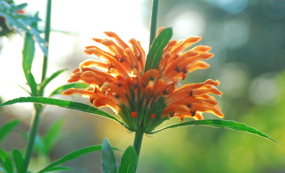 Леонотис котовниколистный