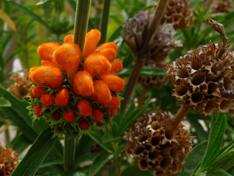 Львиный хвост (leonotis Leonurus)