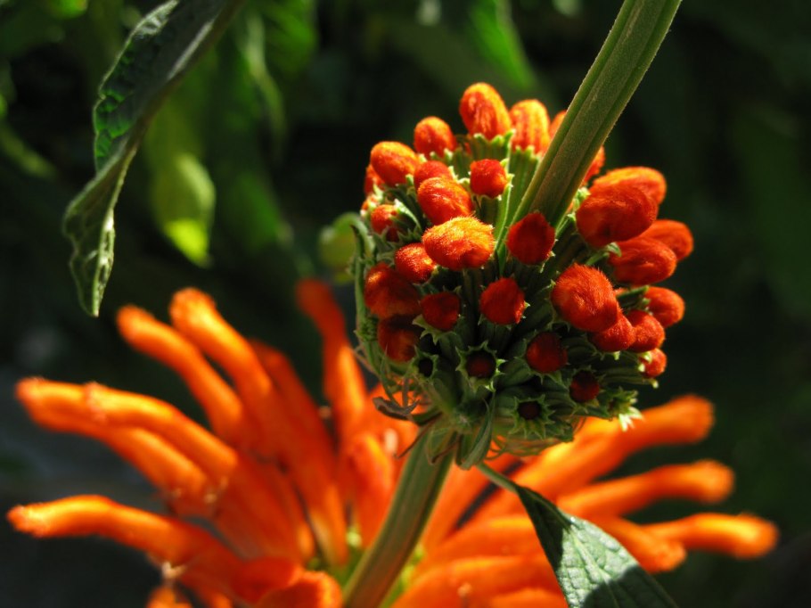 Львиный хвост растение