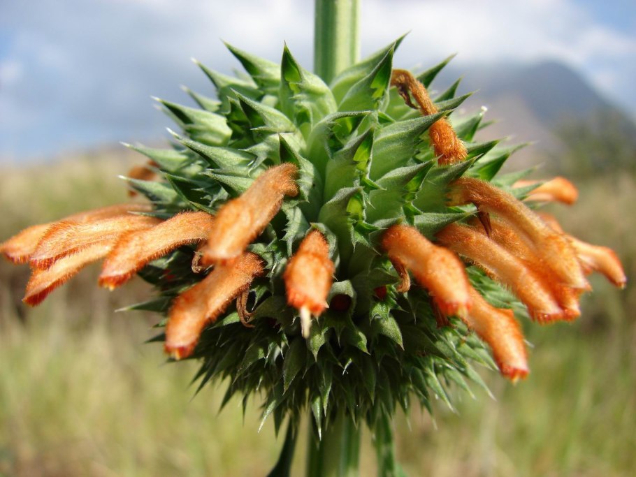 Леонотис фото