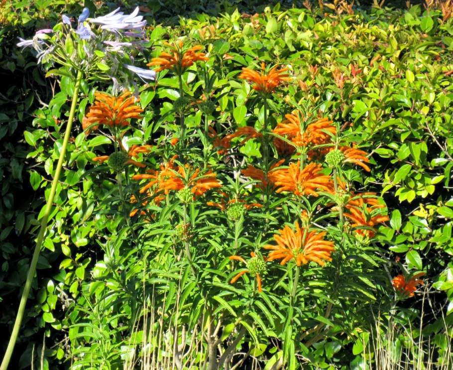 Леонотис котовниколистный