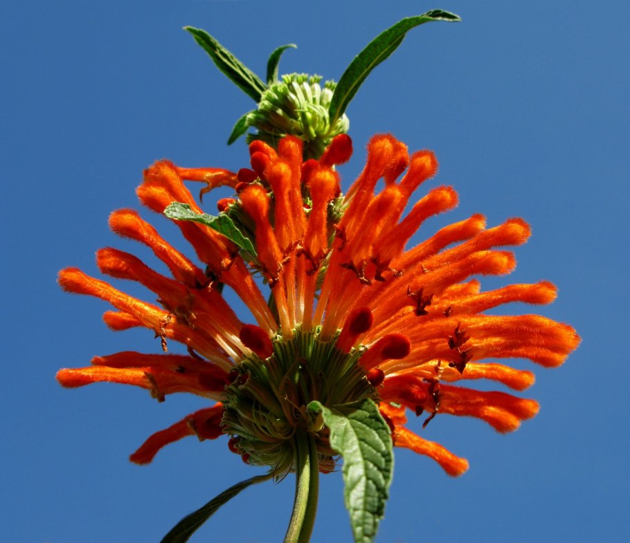 Леонотис котовниколистный