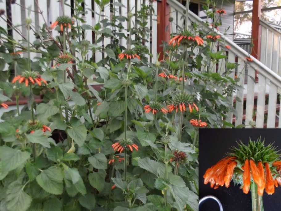 Растение Леонотис