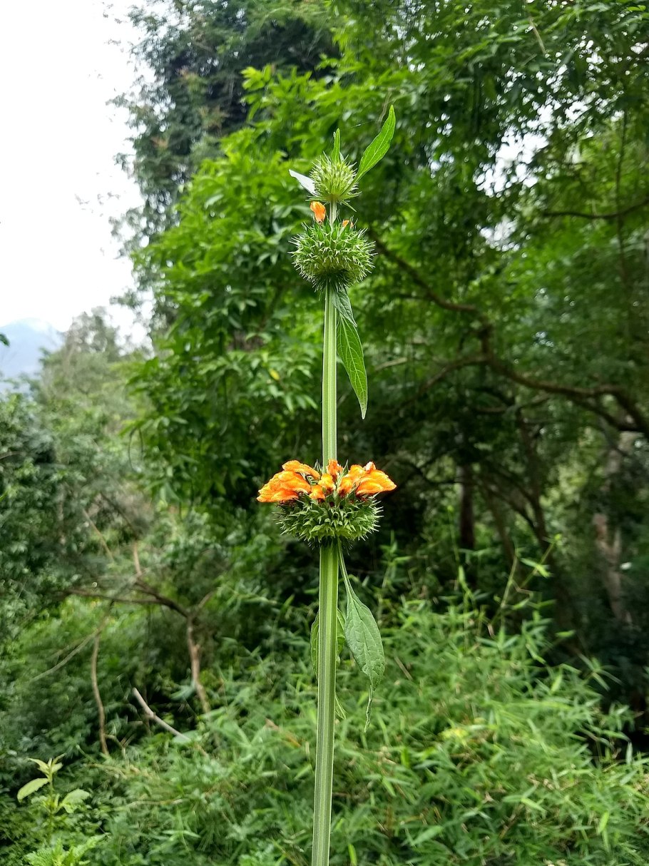 Дагга Дикая "Альба"