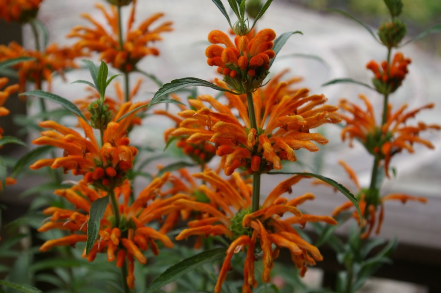 Дагга Дикая