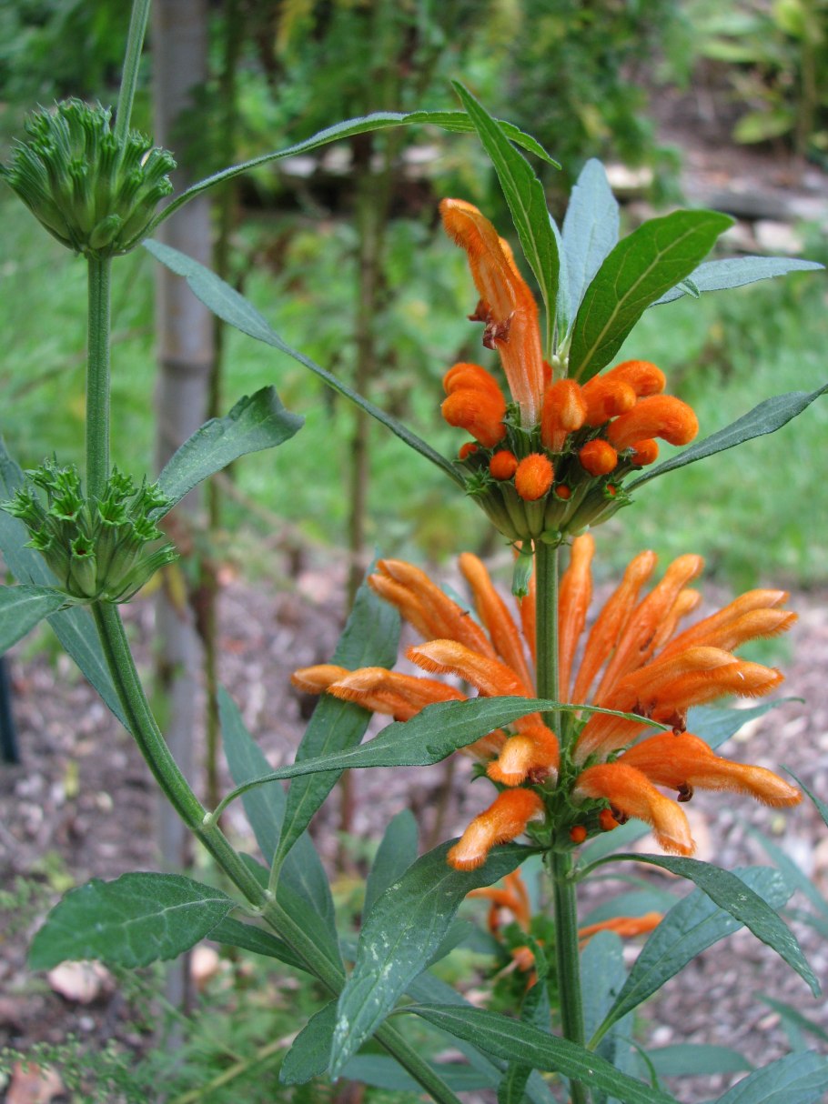 Леонотис Дикая Дагга