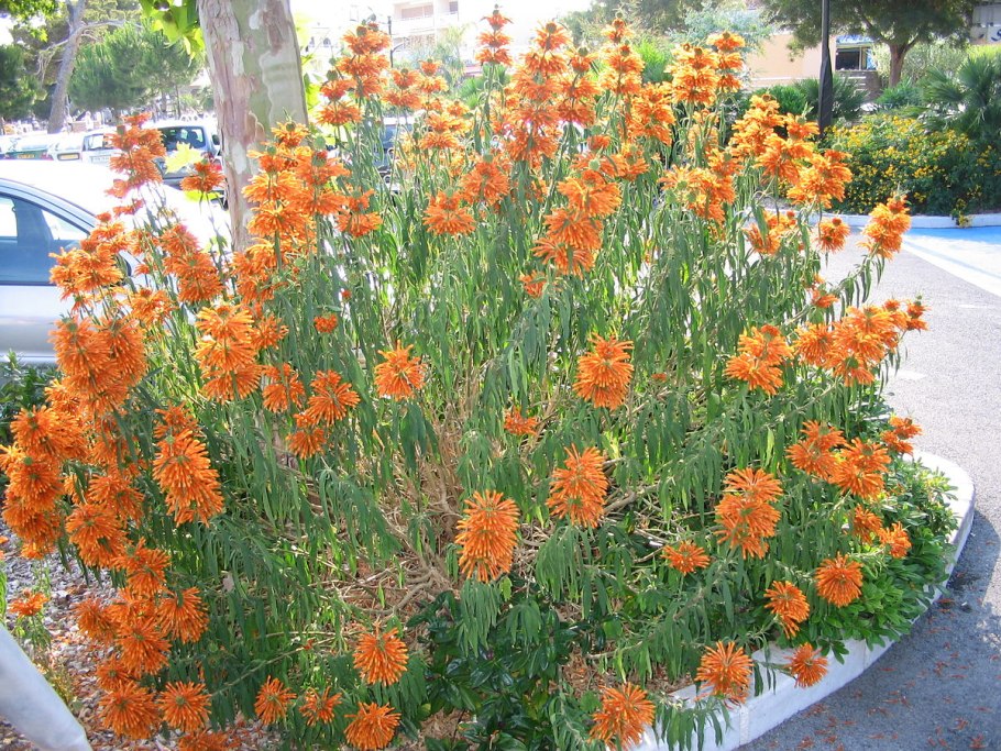 Леонотис котовниковый