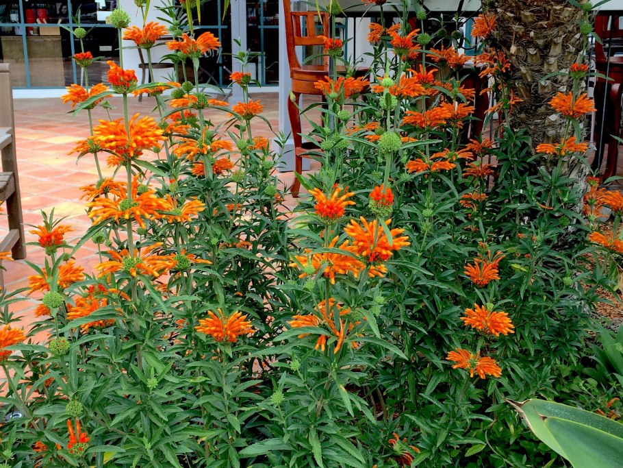 Дагга Дикая