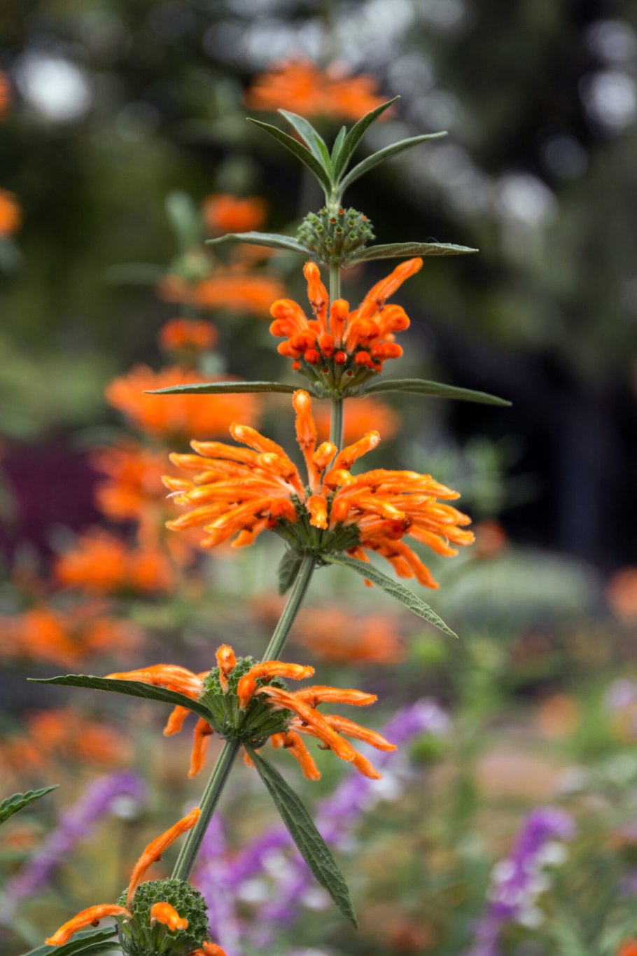 Леонотис цветок