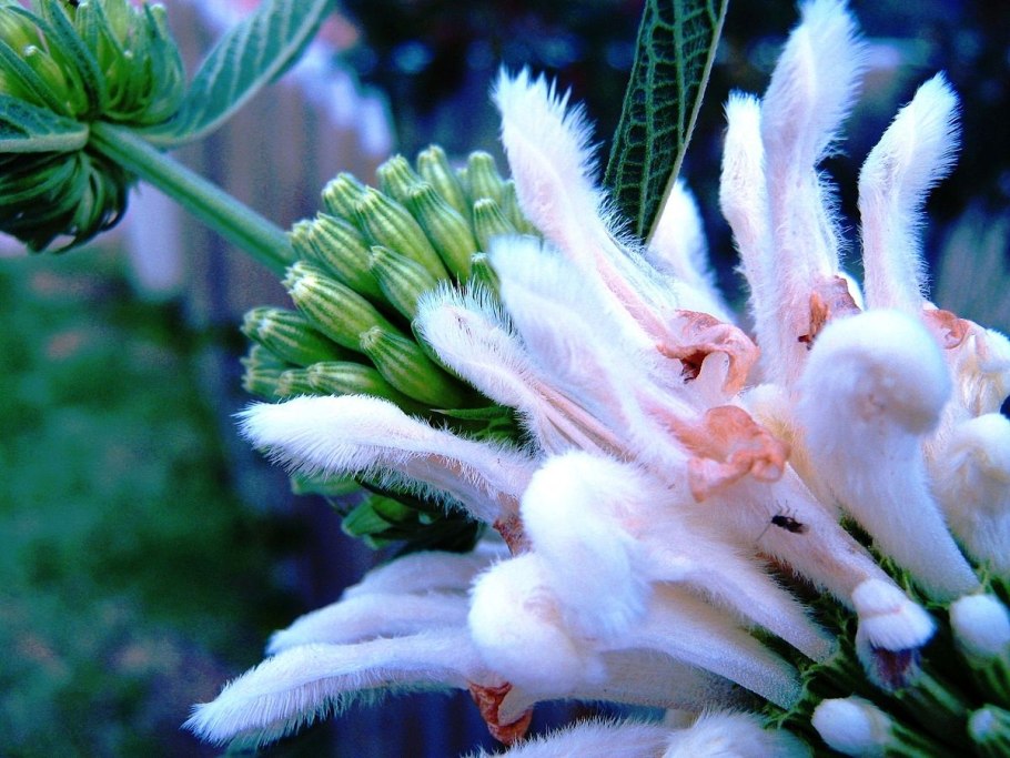 Леонотис котовниколистный