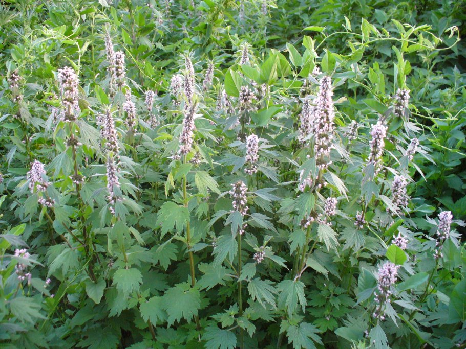 Леонотис котовниколистный