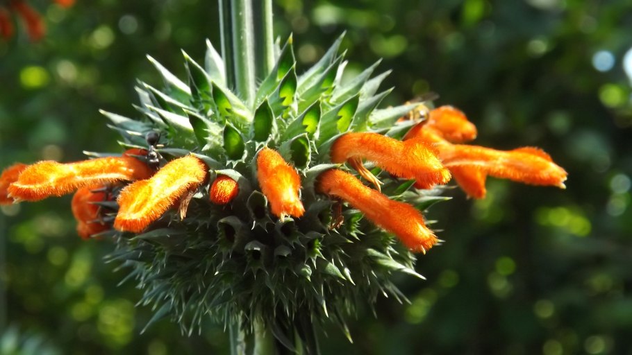 Львиный хвост (leonotis Leonurus)