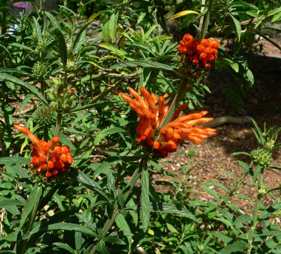 Львиный хвост (leonotis Leonurus)