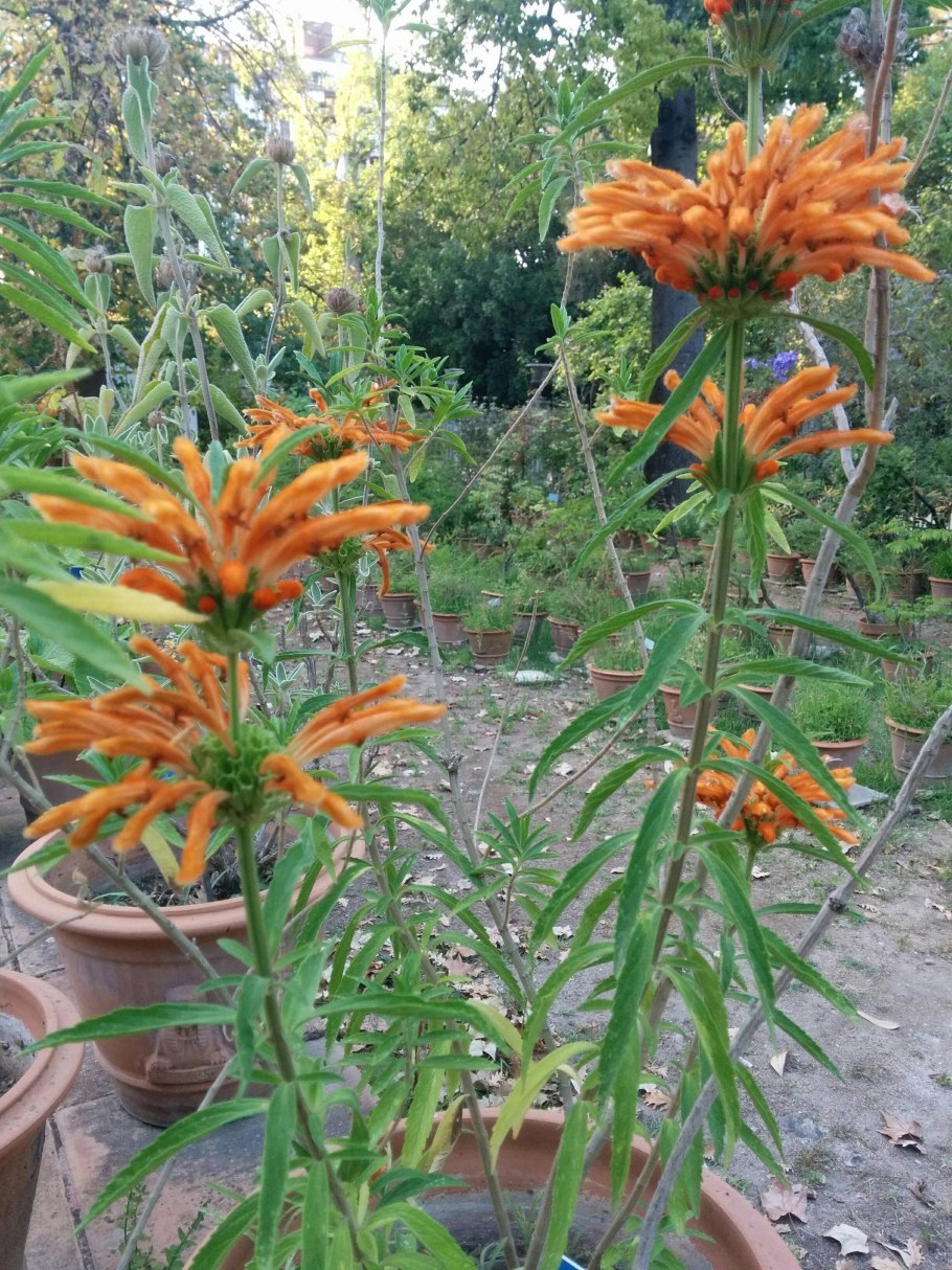 Леонотис котовниколистный