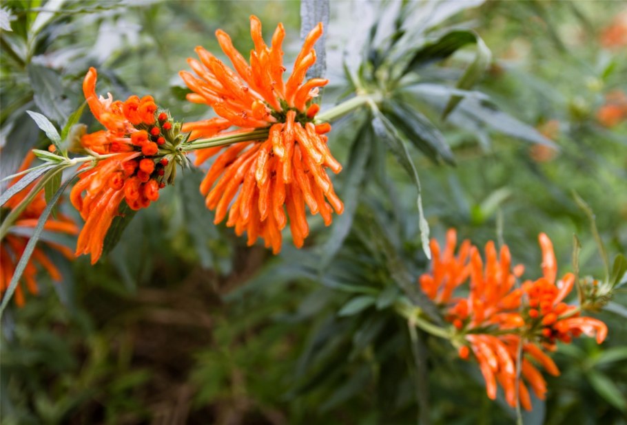 Дагга Дикая