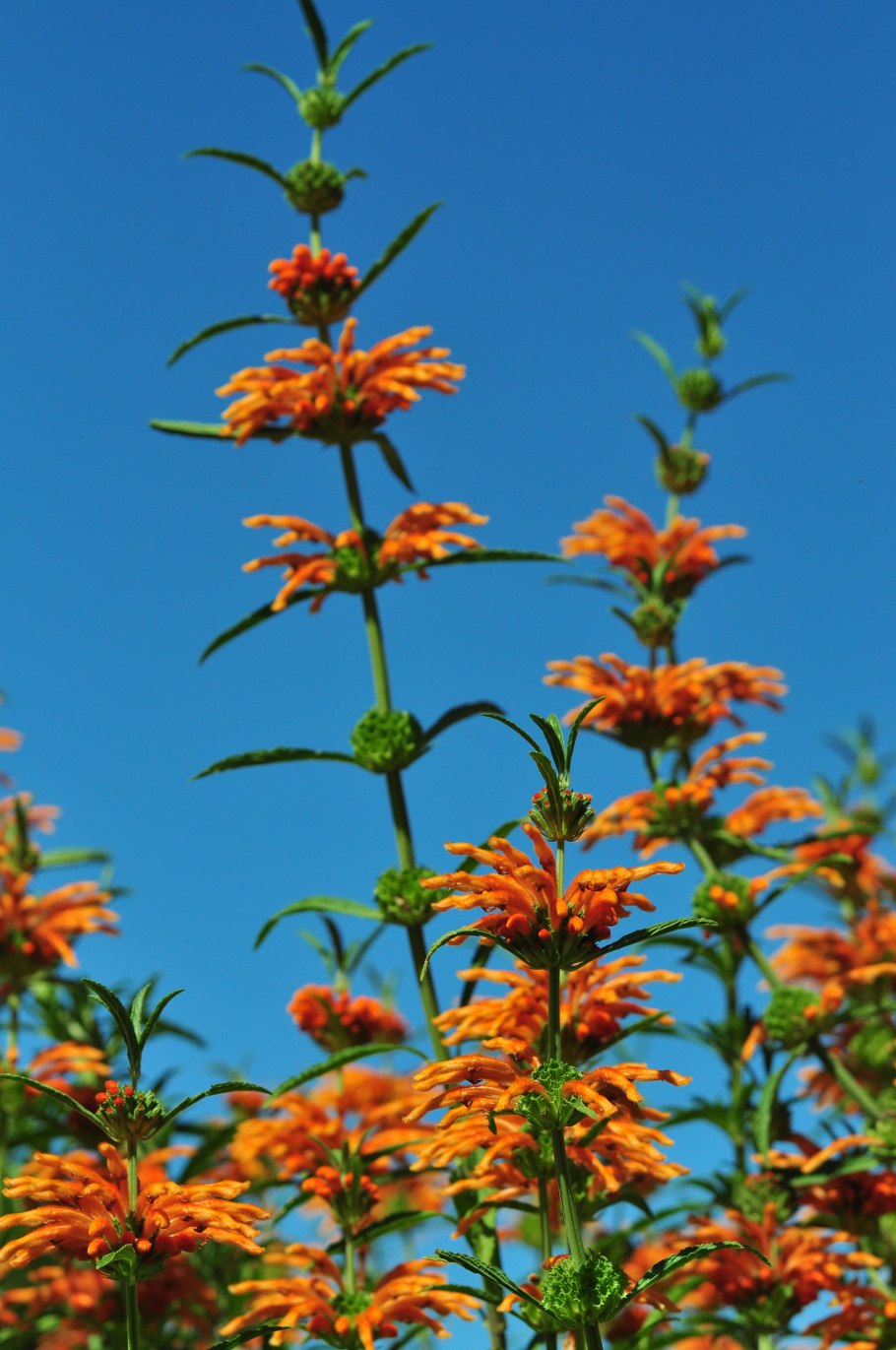 Фитотерапия пустырник