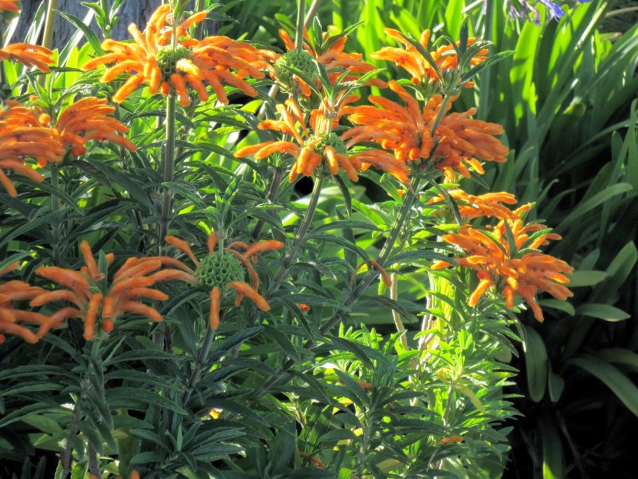 Леонотис Дикая Дагга