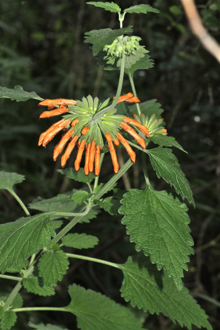 Леонотис котовниколистный