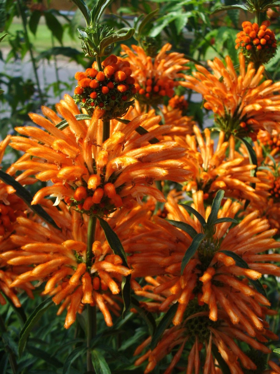 Дагга львиный хвост