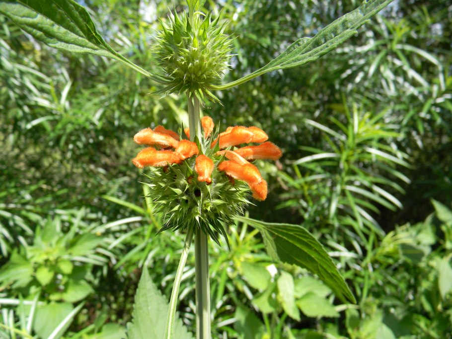 Декор Леонотис краш. Малиновый