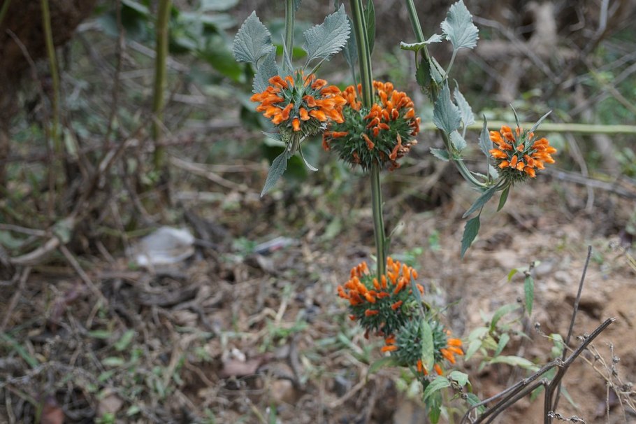 Leonotis Leonurus