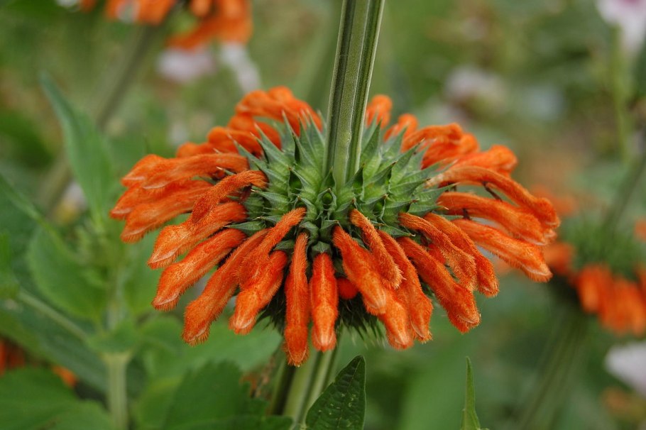 Рыжегорлый Колибри