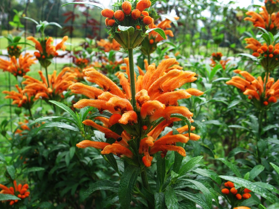 Дагга непетифолия выращивание