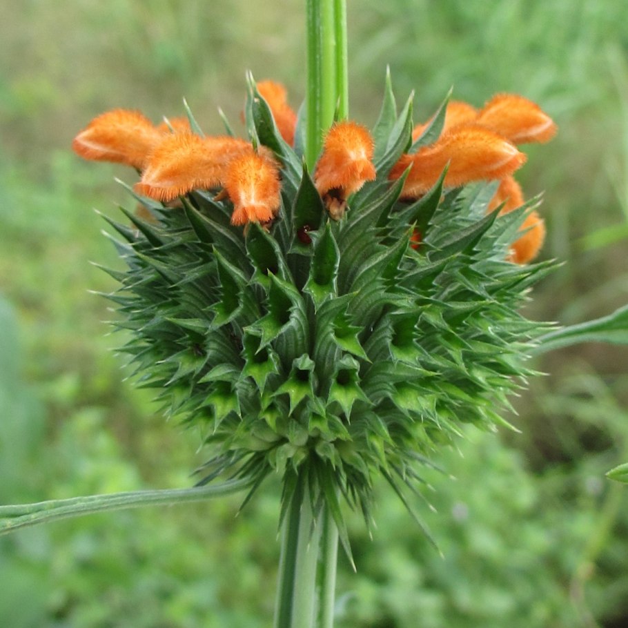 Leonotis nepetifolia эффект