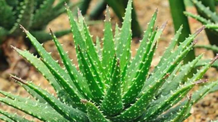 Растение алоэ пустыни России