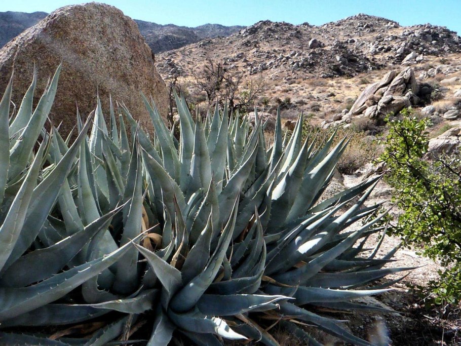 Агава Дикая