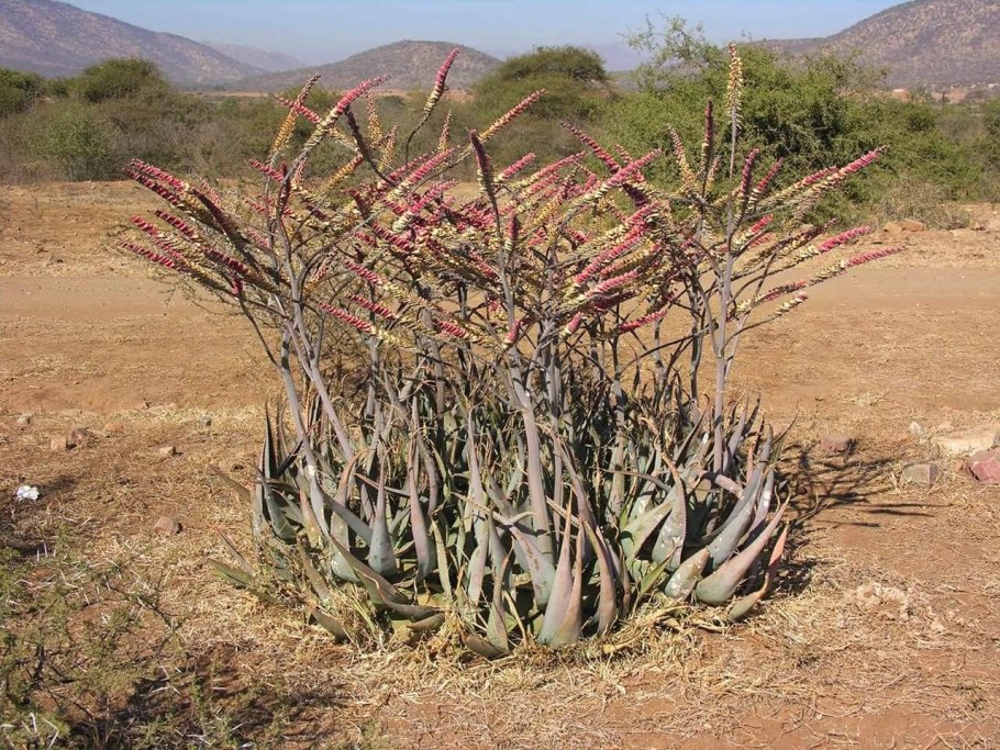 Алоэ Вера Миллер барбаденсис плантации