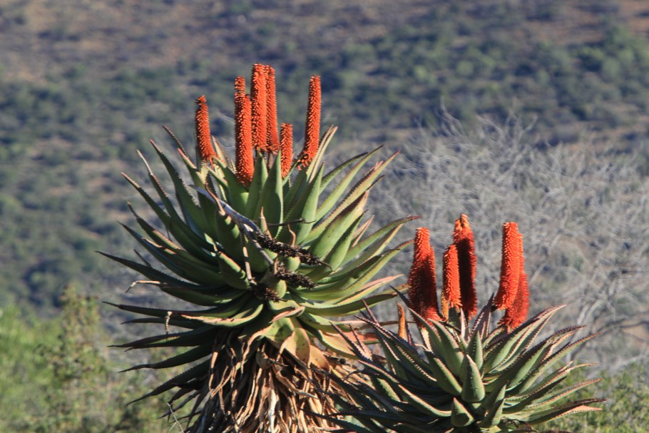 Растения Африки алоэ Вера