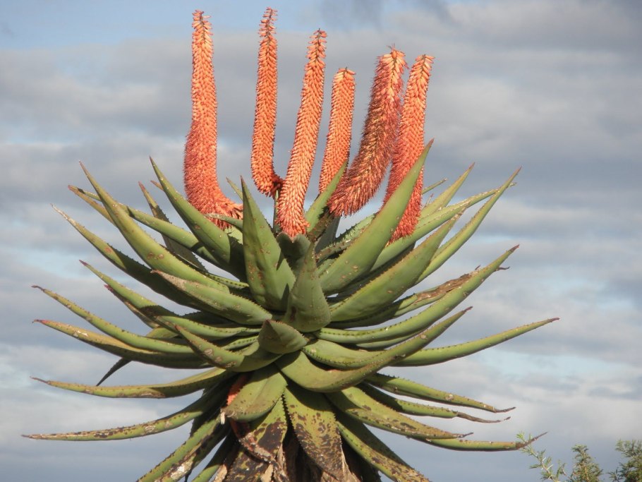 Растения Африки алоэ Вера