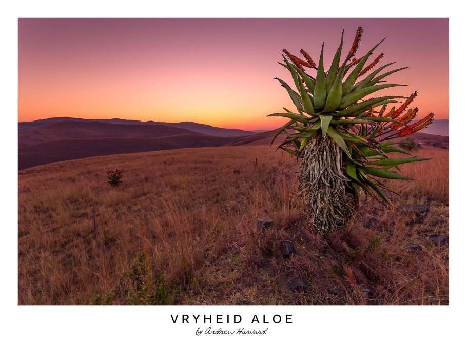 Алоэ-его Родина Юг Африки