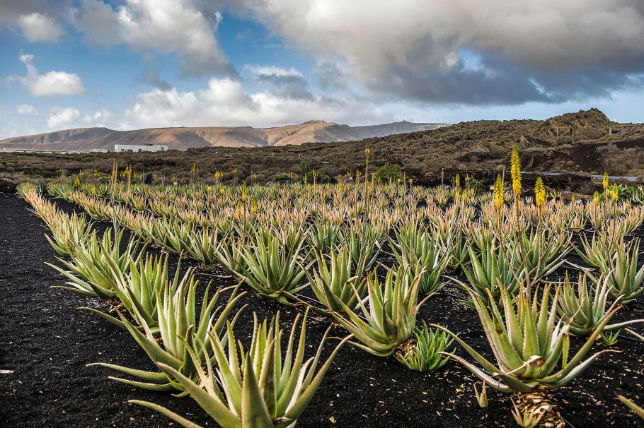 Алоэ в Африке