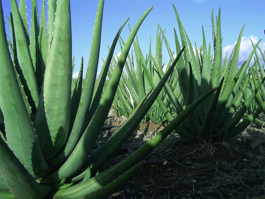 Алоэ широколистный барбаденсис