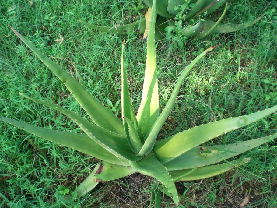 Aloe striatula