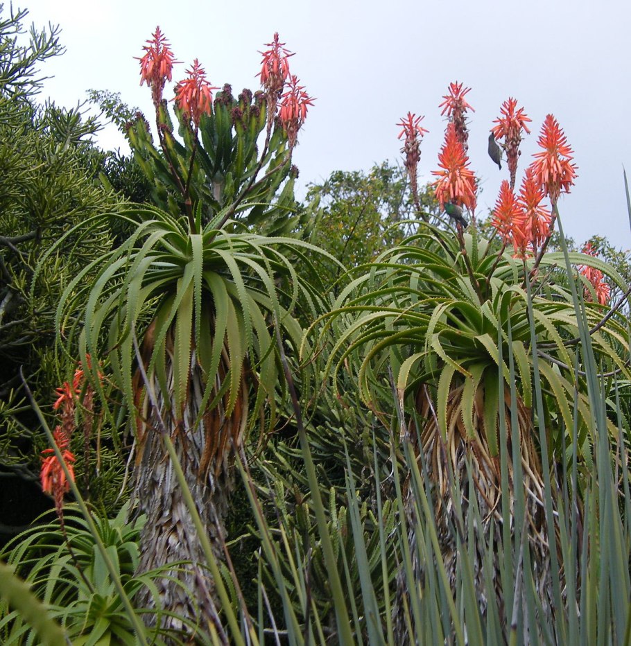 Алоэ древовидное (Aloe arborescens)