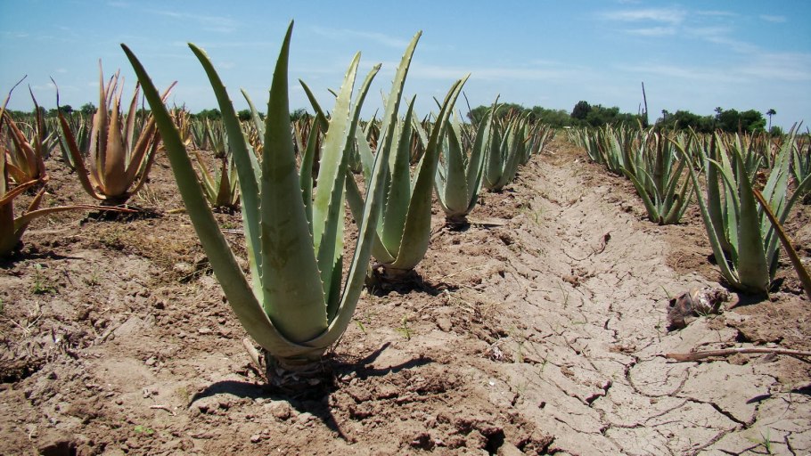 Плантации алоэ Вера