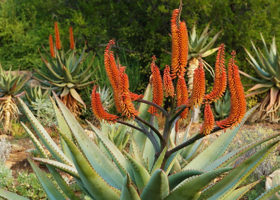 Алоэ Euphorbia Ferox
