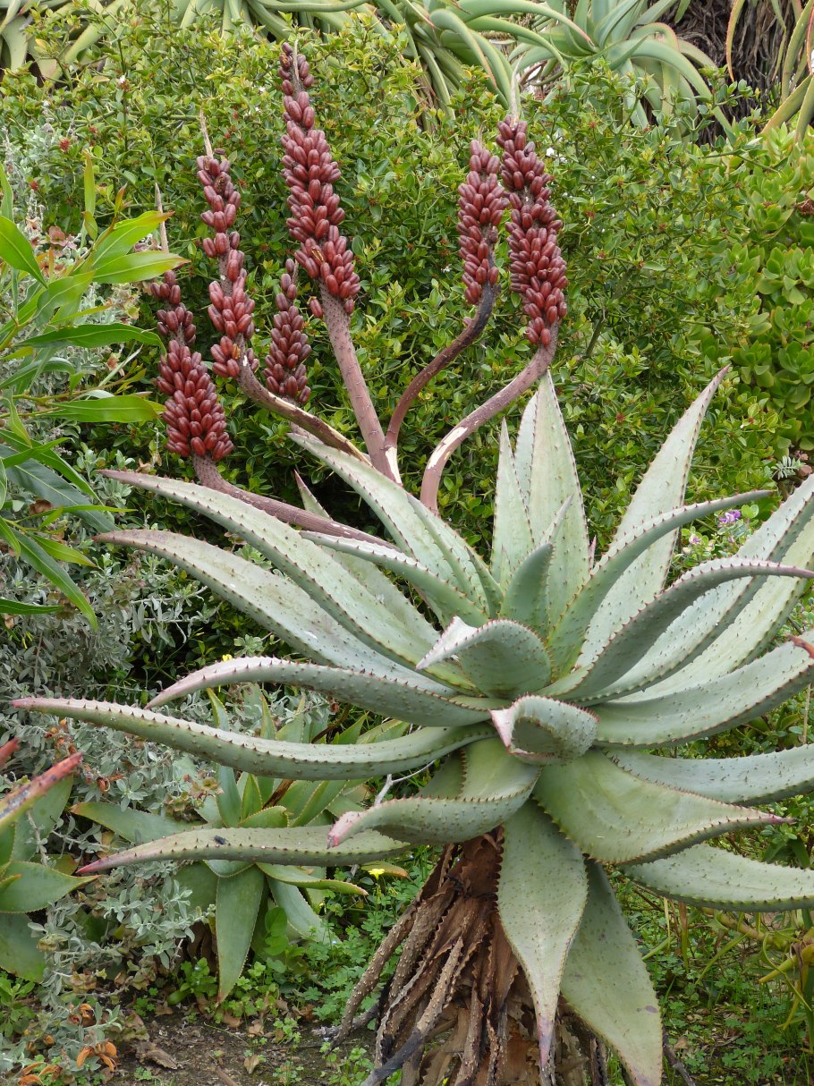 Алоэ древовидное (Aloe arborescens)