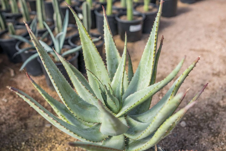 Североафриканский алоэ