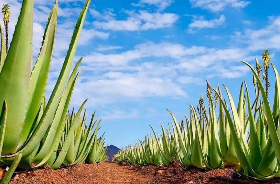 Аризона Агава